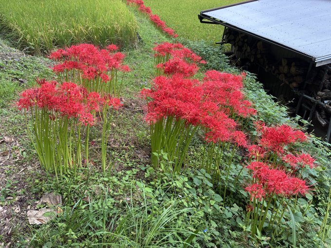 A cluster of vibrant red spider lilies (Lycoris radiata) blooms in a grassy area near a dark structure.