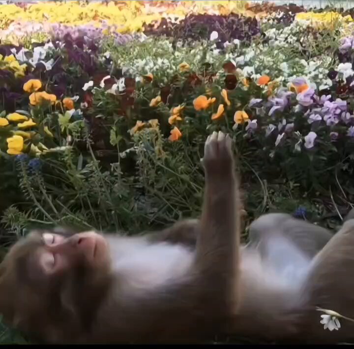 The image features a monkey laying down in a field of flowers, with its arms raised up in the air. The background includes various types of colorful flowers that create a vibrant and lively atmosphere. The caption provided seems unrelated to the scene at hand and is not directly related to the monkey or the flowery setting.
