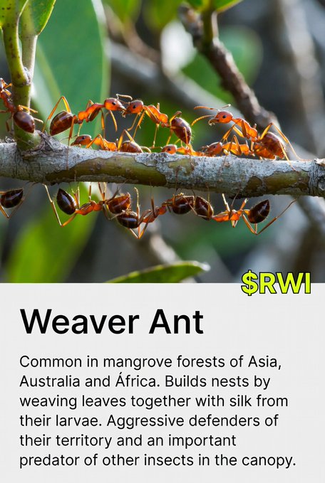 An informational card titled 'Weaver Ant' shows a close-up photo of reddish-orange ants clustered on a branch, with text describing them as common in mangrove forests of Asia, Australia and Africa, where they build nests by weaving leaves together with silk from their larvae. A '$RWI' label appears in the corner.