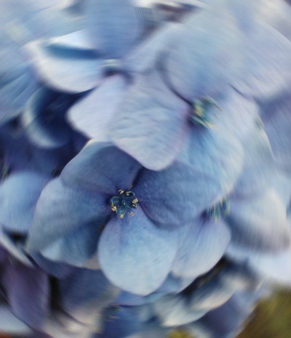 A soft-focus close-up of a delicate blue flower, likely a hydrangea, with intricate petal details captured in a dreamy, blurred style that echoes the "Nature's detail" edition from the Magic Forest Land collection. The ethereal, swirling composition conveys the same sense of natural wonder celebrated in the artwork's sale announcement.