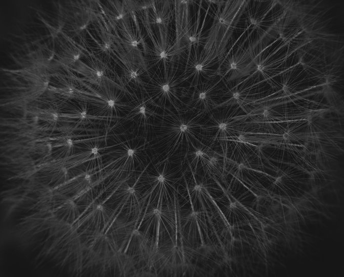 A black and white abstract or microscopic image showing a network of star-like nodes with radiating lines connecting them against a dark background.