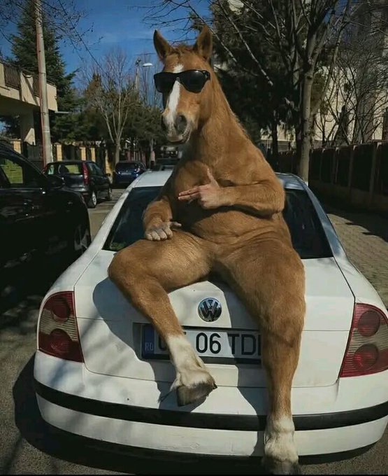 A chestnut horse wearing sunglasses sits anthropomorphically on the trunk of a white Volkswagen, flashing what appears to be a hand gesture, with the license plate reading "06 TD" visible beneath. The horse's relaxed, confident pose perfectly embodies the "gm degens 🫶🏼" (good morning degenerates) vibe—projecting the casual, meme-loving swagger typical of crypto and trading communities starting their day.