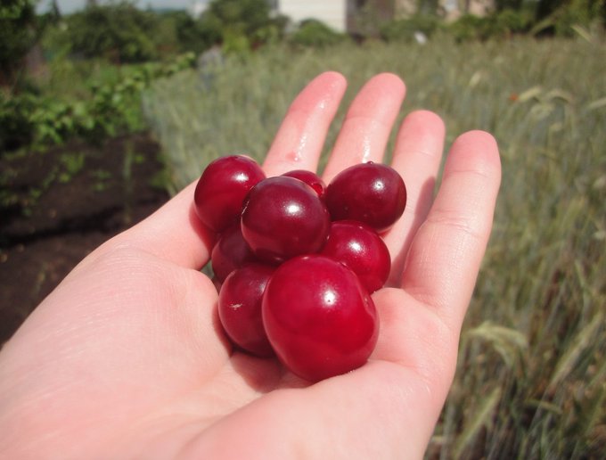 A close-up shot of an open palm holding a small handful of fresh, dark red cherries against a blurred grassy background.
