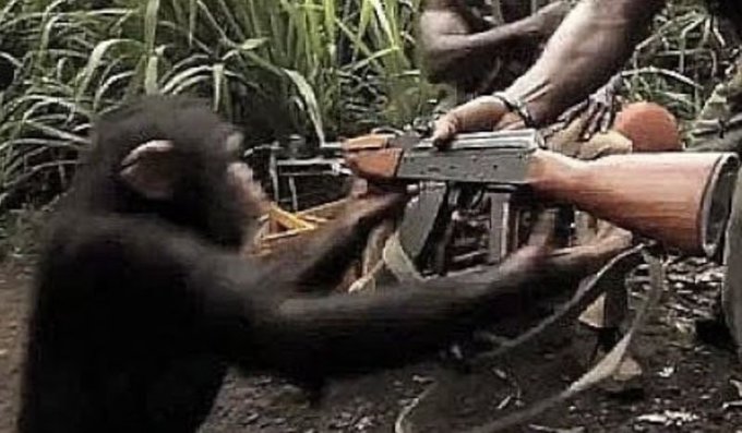 A young chimpanzee sits in a jungle environment, handling what appears to be a firearm alongside another person.