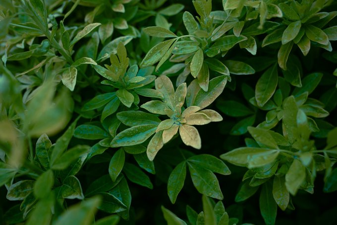A close-up shot of lush green foliage, with some leaves showing brownish discoloration, possibly indicating a fungal infection or pest damage.