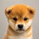 A close-up of an adorable Shiba Inu puppy with the breed's characteristic fox-like face and warm tan and white fur. The puppy image evokes the iconic Doge meme aesthetic, commonly associated with dog-themed meme coins like $DOG.