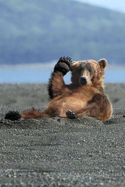 A brown bear cub lies playfully on its back on sandy ground, with one paw raised to its head in a relaxed pose.