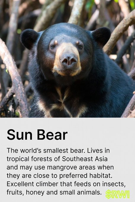 An informational card about the Sun Bear, described as the world's smallest bear found in Southeast Asian tropical forests, branded with the SRWI logo.