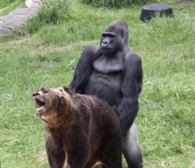 A silverback gorilla and a brown bear stand together on a grassy field, illustrating the playful "gm $APE" message—where the gorilla represents the ape meme culture often associated with crypto and stock trading communities.