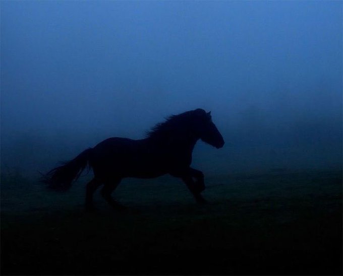 A dark silhouette of a galloping horse captured in a blue misty atmosphere visually represents the unstoppable momentum and emerging energy suggested by the post's reference to a "pump" building up.