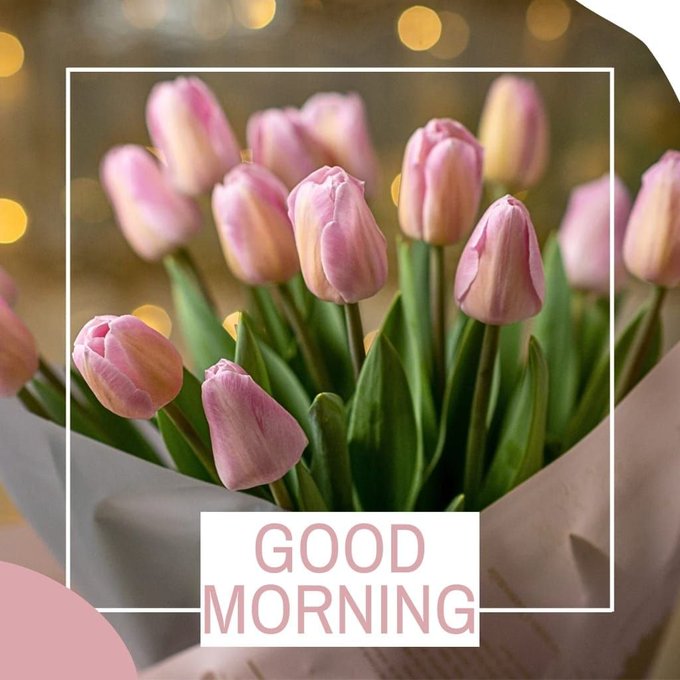 A bouquet of pink tulips wrapped in paper with a 'GOOD MORNING' text overlay in a pink and white frame.