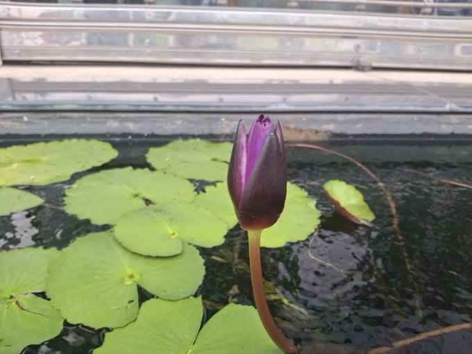 A close-up of a purple water lily bud emerging from a pond with green lily pads, set against a corrugated greenhouse roof.
