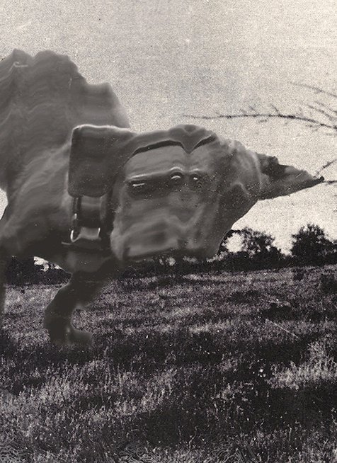 A black-and-white surreal composite image blending a giant cat wearing a VR-style headset over a grassy landscape.