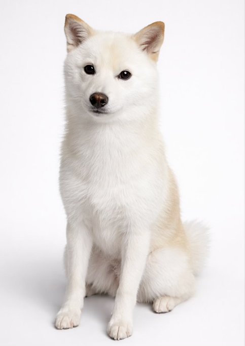 A small white Shiba Inu dog sits upright against a plain white background, looking calmly at the camera.
