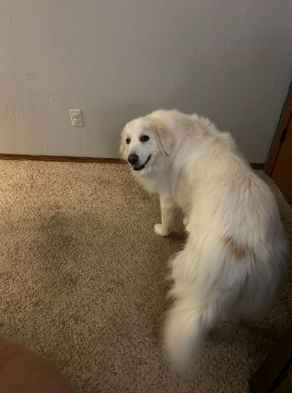 A fluffy white dog standing on a beige carpet and turning its head to look back at the camera.