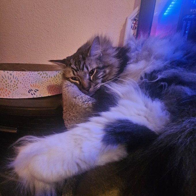 A fluffy tabby and white cat with paws stretched outward lounges near a cardboard cat scratcher and a Nutella jar under blue lighting.