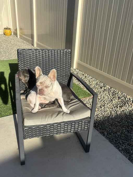 Two dogs, a black one and a white French Bulldog, sitting together on a patio chair with a tan cushion.