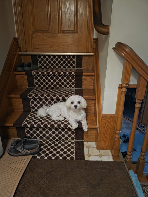 A small white fluffy dog rests on a patterned brown and beige stair runner on wooden stairs, with sandals placed on the lower steps.