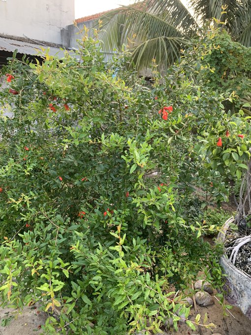 A lush green pomegranate bush with small red flowers grows in a garden, with palm fronds and a building visible in the background.