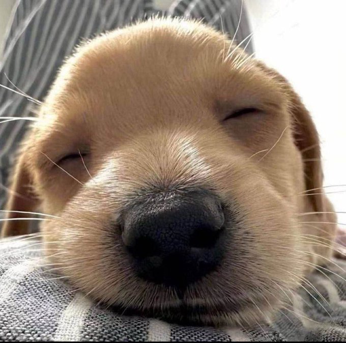 A close-up photo of an adorable golden retriever puppy sleeping peacefully with its eyes closed and head resting on a gray surface.