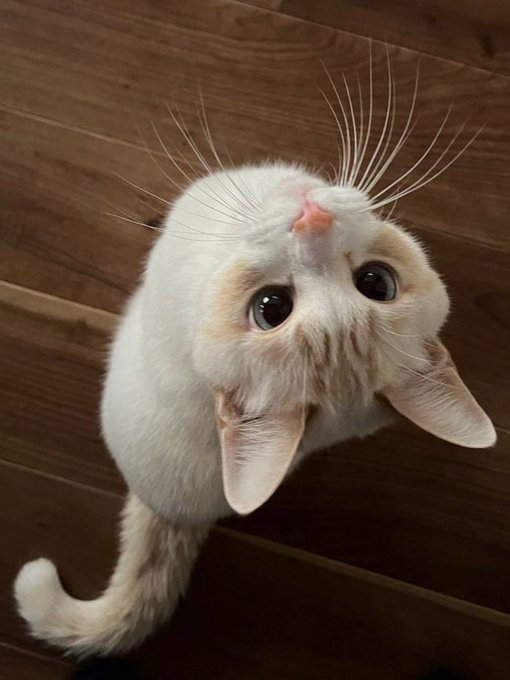 The image features a white cat with brown spots, sitting on a wooden floor and looking up at something or someone above its head. The cat appears to be curious about an object or person that has captured its attention.