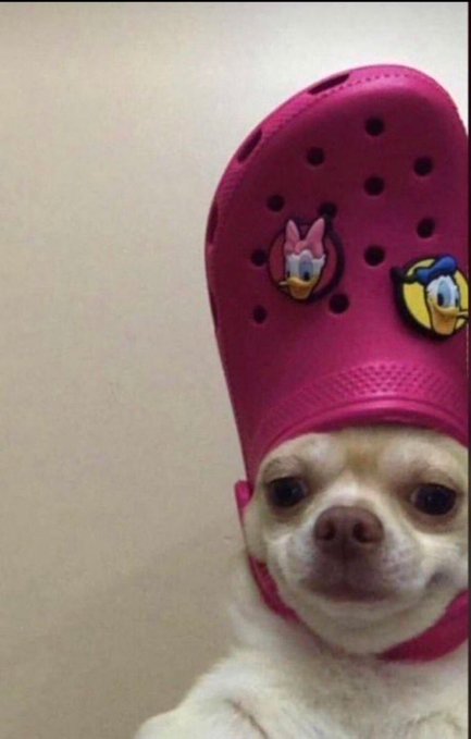 A close-up photo of a small white chihuahua wearing a tall pink Crocs shoe as a hat, decorated with Daisy Duck and Donald Duck charms.