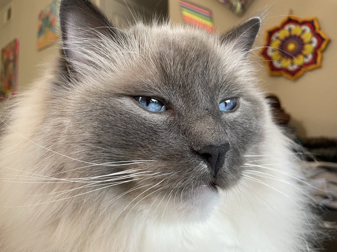 Close-up portrait of a fluffy cat with striking blue eyes, gray and cream-colored fur, and a pink nose, with colorful decorative items on the wall behind it.
