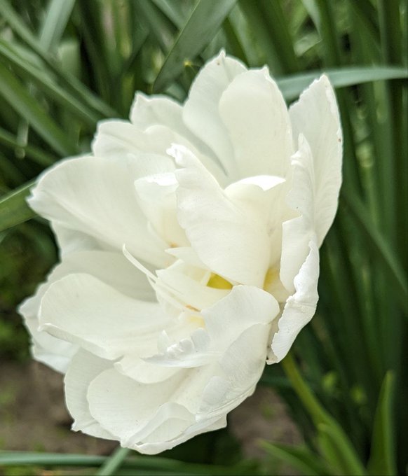 urn of white flowers with green leaves, set against a blurred background