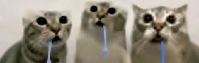 Three wide-eyed cats with blue drool dripping from their mouths, humorously illustrating the "drooling all the way to 1 billy" joke about an excited or greedy reaction to a $1 billion figure.