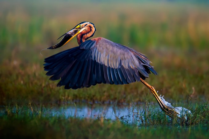 A purple heron with outspread wings runs across shallow water in a grassy marsh, splashing water from its feet.
