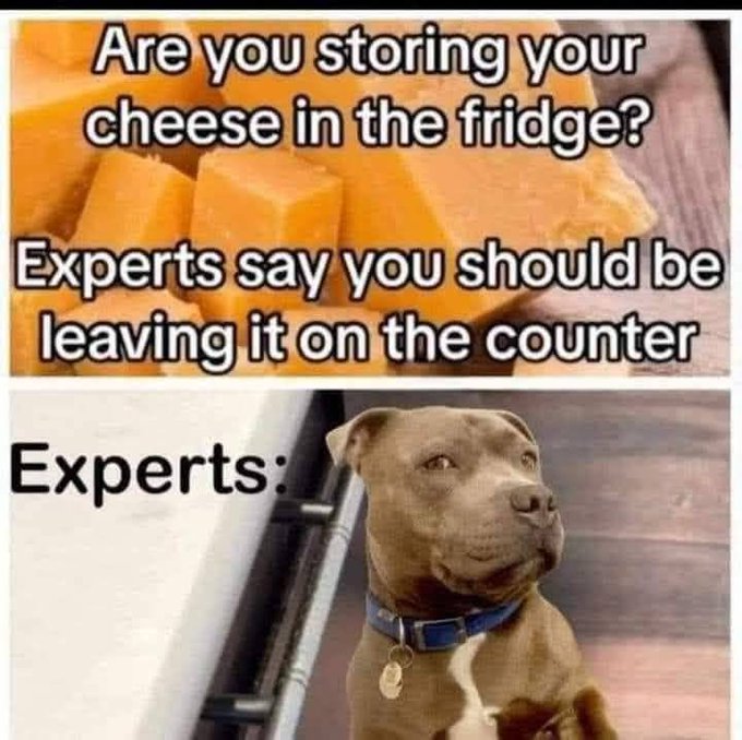 A meme with text asking 'Are you storing your cheese in the fridge? Experts say you should be leaving it on the counter' followed by a skeptical-looking pitbull dog with the caption 'Experts:'.