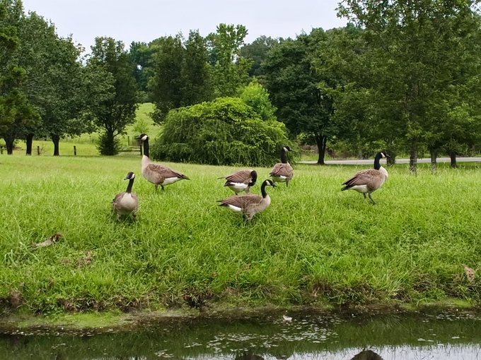 A serene nature scene showing a flock of six Canada geese standing and grazing on lush green grass near the edge of a pond, backed by a dense line of green trees under an overcast sky.