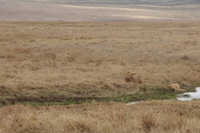Two lions rest in a vast, dry savanna grassland near a small water source.