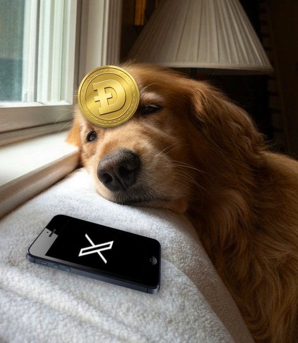 A golden retriever rests its head on a white blanket with a gold Dogecoin (D) coin on its forehead, next to a black smartphone displaying the X (formerly Twitter) logo.