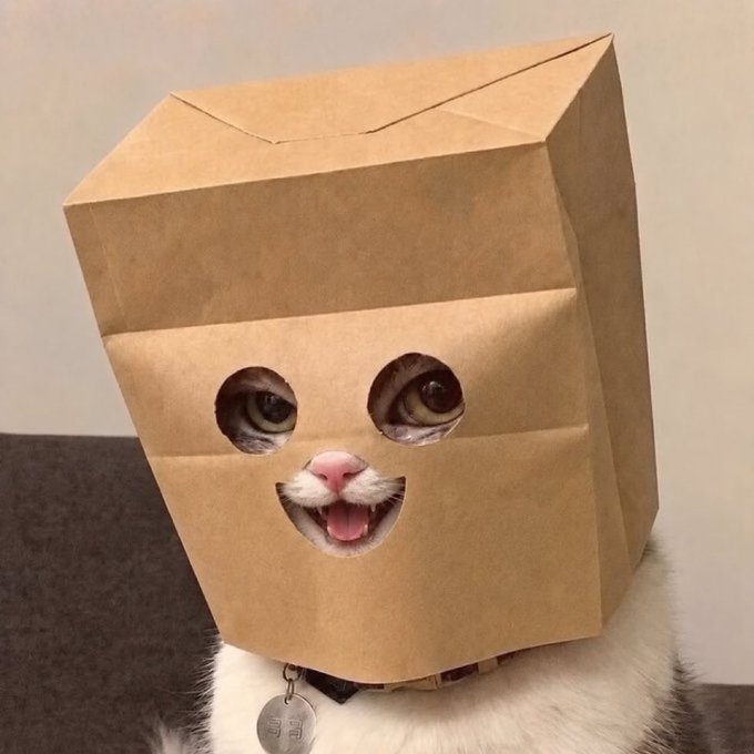 A cat peeks through eye and mouth holes in a brown paper bag, with a tag visible on its collar reading "E" or "3". The image humorously relates to the "$ZEC and….?" caption, as Zcash (ZEC) is a cryptocurrency symbolizing privacy, fitting the theme of the cat hiding its face—only its eyes and mouth peeking out, much like a hidden transaction.