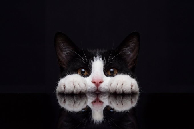 A black and white cat peeks over a reflective black surface, showing only its eyes, ears, nose, and paws in a studio portrait.