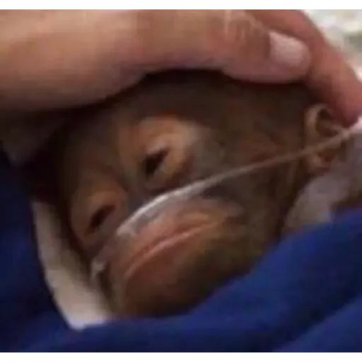 A close-up photograph of a baby orangutan receiving medical care, wearing an oxygen mask while a human hand rests gently on its head.