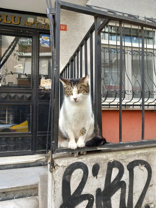 A calico cat with green eyes sitting on a black metal railing in front of a building entrance, with the number '52' visible on the wall and graffiti reading 'BIRD' on the concrete ledge below.