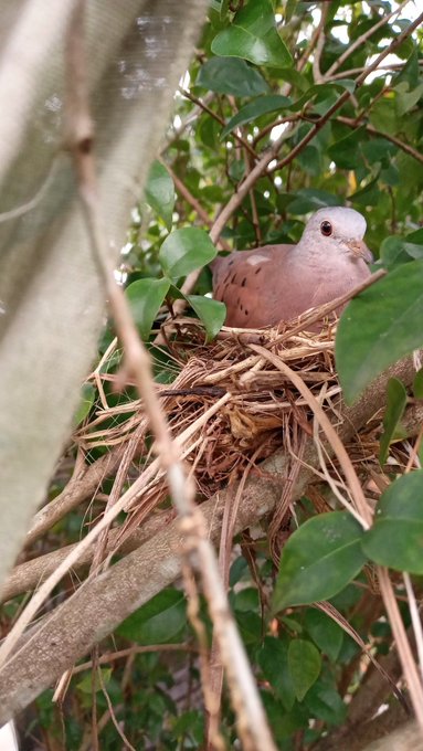 A small brown and white dove sitting on a nest made of twigs, nestled within the green leaves of a tree.