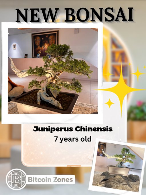 A promotional graphic featuring a Juniperus Chinensis bonsai tree that is 7 years old, branded with 'NEW BONSAI' and 'Bitcoin Zones' logos.