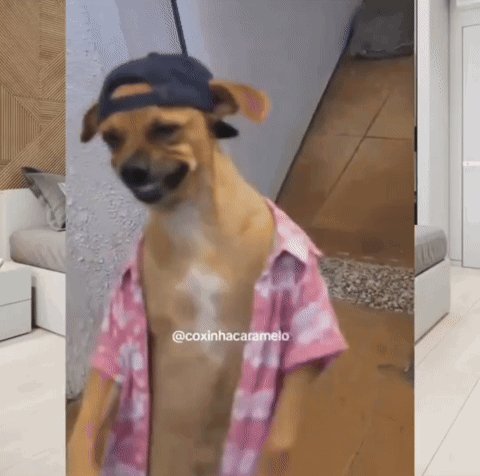 iced coffee on a white table, with a dog wearing a pink shirt and black cap standing nearby.