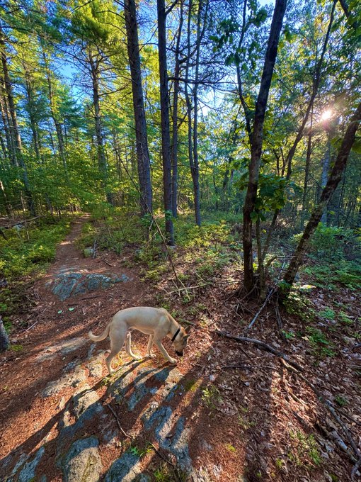 A light-colored dog sniffs a forest trail surrounded by tall trees, with sunlight filtering through the green canopy and casting shadows on the rocky path.