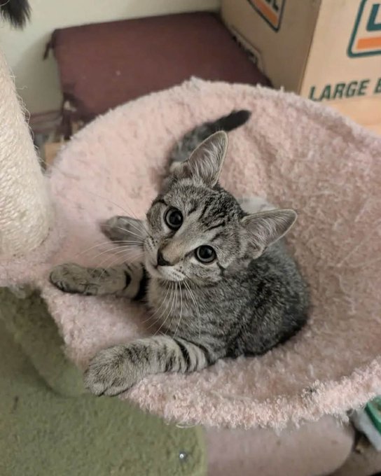 A close-up photo of an adorable tabby kitten sitting in a pink carpeted cat tree, looking up at the camera with wide eyes.