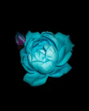 A stylized turquoise blue rose bloom is photographed against a stark black background.