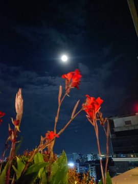 A nighttime photograph of red canna lily flowers and buds in the foreground with a bright full moon in a partly cloudy sky, and city lights and buildings visible in the background.