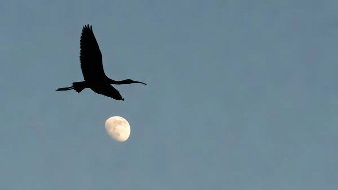 A silhouette of a bird in flight against a pale blue sky, with a gibbous moon visible below it.