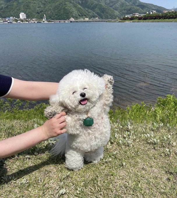 A small white fluffy dog standing on its hind legs on grass by a lake, with a person's arm visible supporting it.