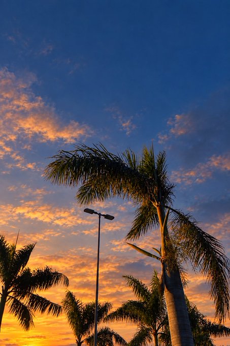 A vibrant sunset sky filled with orange and pink clouds is framed by silhouetted palm trees and a street lamp.