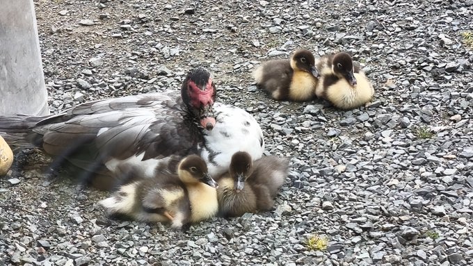 A photograph of an adult duck (likely a Muscovy duck with red facial markings) resting on gravel alongside four small, fluffy ducklings with yellow and brown coloring