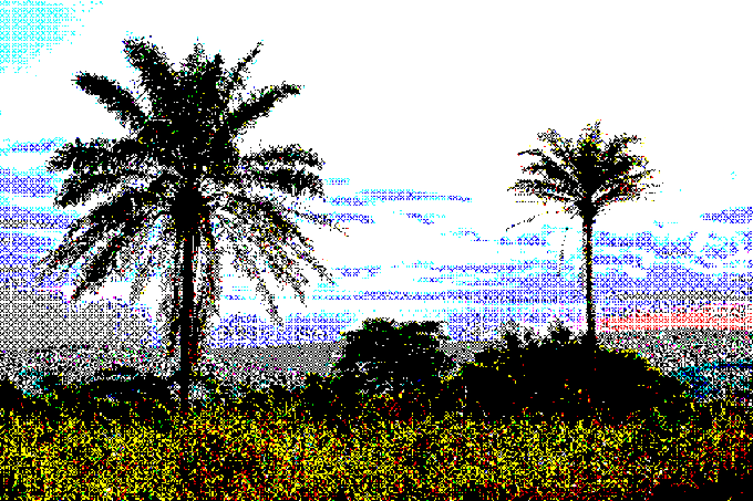 A stylized, high-contrast image showing the dark silhouettes of two palm trees and low vegetation against a bright, dotted sky with hints of blue and yellow.